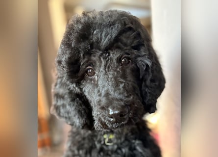 Einzigartige schwarze Grosspudelwelpen Fibie und Fargo