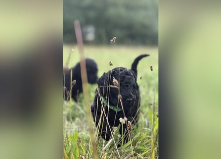 Einzigartige schwarze Grosspudelwelpen Fibie und Fargo