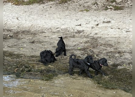 Einzigartige schwarze Grosspudelwelpen Fibie und Fargo