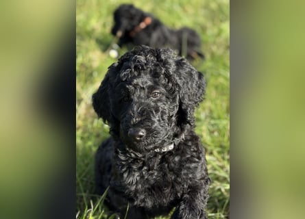 Einzigartige schwarze Grosspudelwelpen Fibie und Fargo