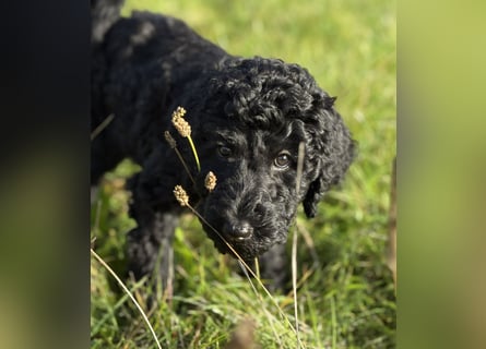 Einzigartige schwarze Grosspudelwelpen Fibie und Fargo