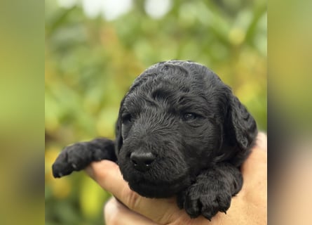 Einzigartige schwarze Grosspudelwelpen Fibie und Fargo