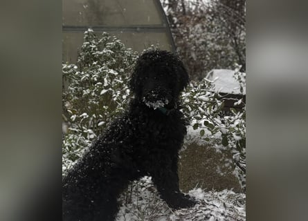 Einzigartige schwarze Grosspudelwelpen Fibie und Fargo