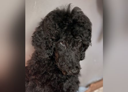 Einzigartige schwarze Grosspudelwelpen Fibie und Fargo