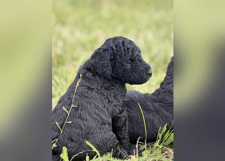 Einzigartige schwarze Grosspudelwelpen Fibie und Fargo
