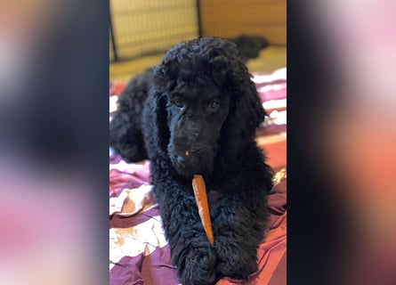 Einzigartige schwarze Grosspudelwelpen Fibie und Fargo