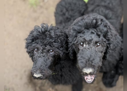 Einzigartige schwarze Grosspudelwelpen Fibie und Fargo