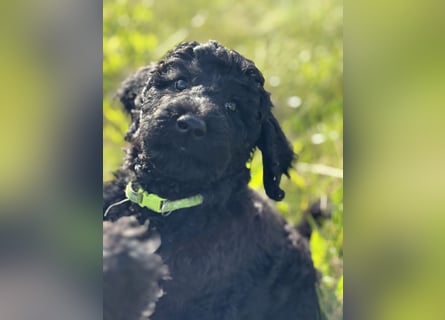 Einzigartige schwarze Grosspudelwelpen Fibie und Fargo