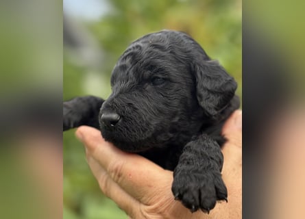 Einzigartige schwarze Grosspudelwelpen Fibie und Fargo