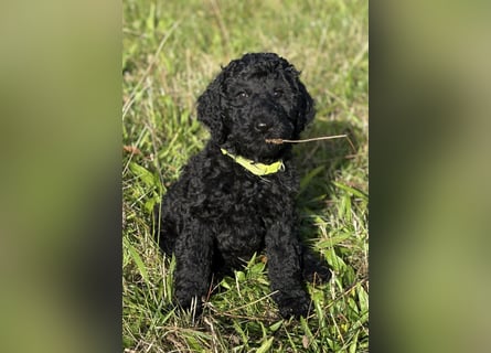 Einzigartige schwarze Grosspudelwelpen Fibie und Fargo