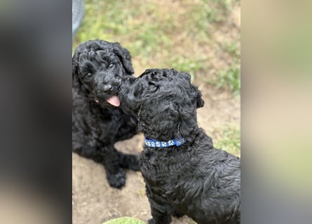 Einzigartige schwarze Grosspudelwelpen Fibie und Fargo