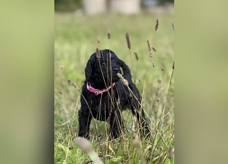Einzigartige schwarze Grosspudelwelpen Fibie und Fargo