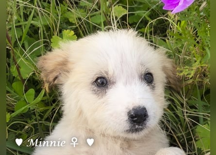 Minnie und Mollie suchen ein Zuhause