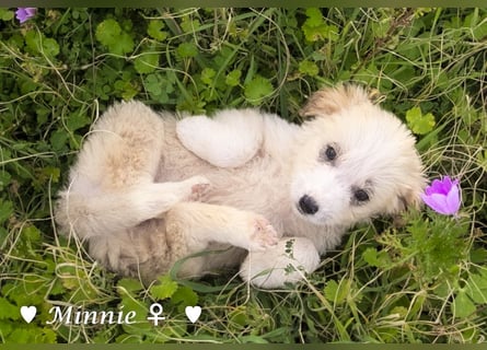 Minnie und Mollie suchen ein Zuhause