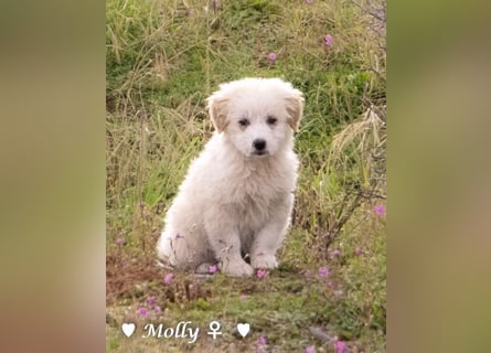 Minnie und Mollie suchen ein Zuhause