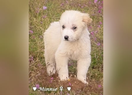 Minnie und Mollie suchen ein Zuhause