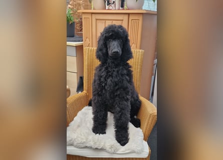 Grosspudelwelpe  Rüde