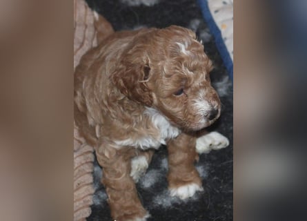 Toy und Zwergpudel Babys aus deutscher geprüfter Zucht