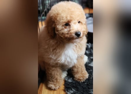 Toy und Zwergpudel Babys aus deutscher geprüfter Zucht