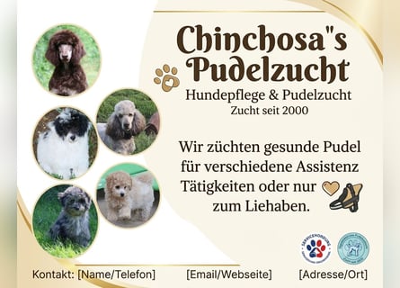 Toy und Zwergpudel Babys aus deutscher geprüfter Zucht