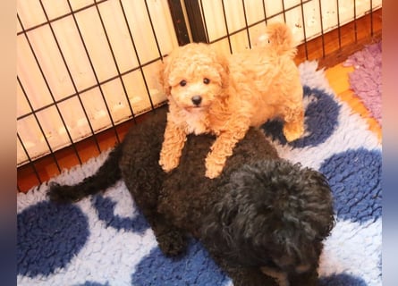 Toy und Zwergpudel Babys aus deutscher geprüfter Zucht