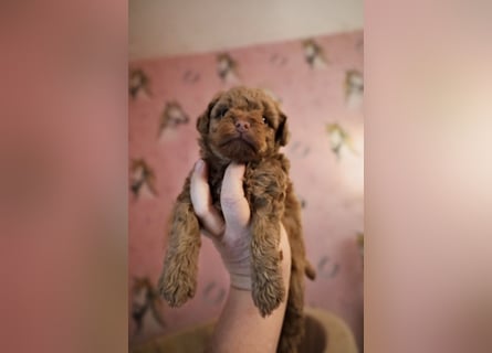 Toy und Zwergpudel Babys aus deutscher geprüfter Zucht