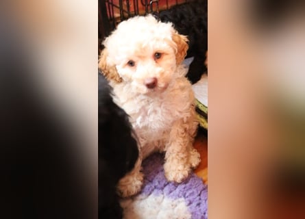 Toy und Zwergpudel Babys aus deutscher geprüfter Zucht