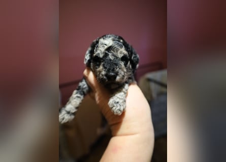 Toy und Zwergpudel Babys aus deutscher geprüfter Zucht