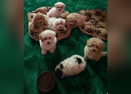 Toy und Zwergpudel Babys aus deutscher geprüfter Zucht