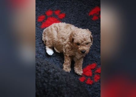 Toy und Zwergpudel Babys aus deutscher geprüfter Zucht