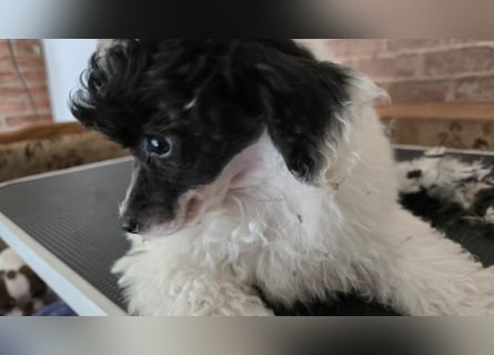 Toy und Zwergpudel Babys aus deutscher geprüfter Zucht