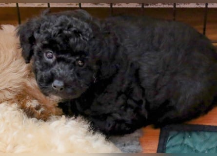 Toy und Zwergpudel Babys aus deutscher geprüfter Zucht