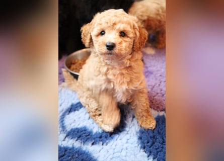 Toy und Zwergpudel Babys aus deutscher geprüfter Zucht