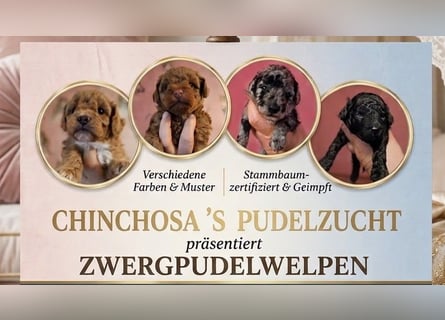 Toy und Zwergpudel Babys aus deutscher geprüfter Zucht