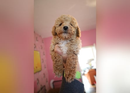 Toy und Zwergpudel Babys aus deutscher geprüfter Zucht