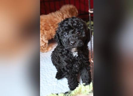 Toy und Zwergpudel Babys aus deutscher geprüfter Zucht