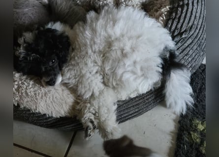 Toy und Zwergpudel Babys aus deutscher geprüfter Zucht
