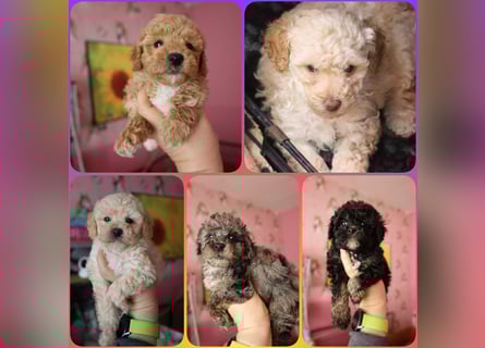 Toy und Zwergpudel Babys aus deutscher geprüfter Zucht