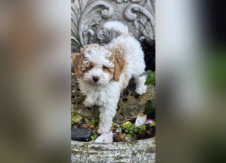 Toy und Zwergpudel Babys aus deutscher geprüfter Zucht