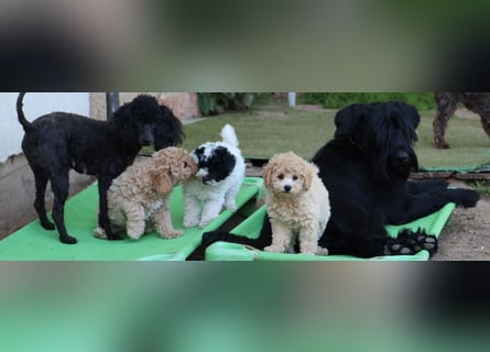 Toy und Zwergpudel Babys aus deutscher geprüfter Zucht