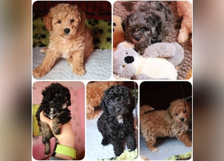 Toy und Zwergpudel Babys aus deutscher geprüfter Zucht