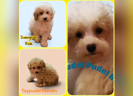 Toy und Zwergpudel Babys aus deutscher geprüfter Zucht
