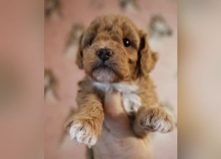 Toy und Zwergpudel Babys aus deutscher geprüfter Zucht