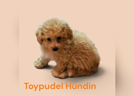 Toy und Zwergpudel Babys aus deutscher geprüfter Zucht