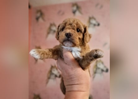 Toy und Zwergpudel Babys aus deutscher geprüfter Zucht