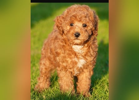 Toy und Zwergpudel Babys aus deutscher geprüfter Zucht