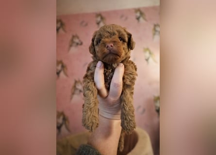 Toy und Zwergpudel Babys aus deutscher geprüfter Zucht