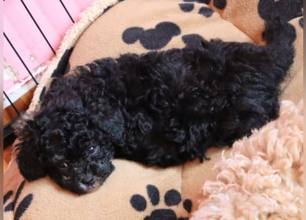 Toy und Zwergpudel Babys aus deutscher geprüfter Zucht