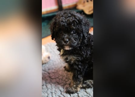 Toy und Zwergpudel Babys aus deutscher geprüfter Zucht