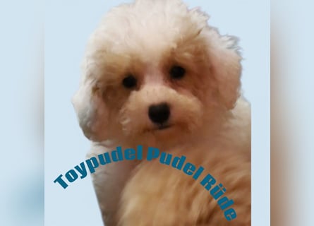 Toy und Zwergpudel Babys aus deutscher geprüfter Zucht